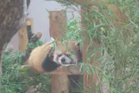 アドベンチャーワールドに投稿された画像（2026/7/17）