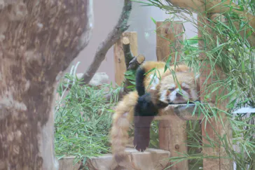 アドベンチャーワールドに投稿された画像（2026/7/17）