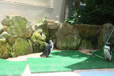 アドベンチャーワールドに投稿された画像（2026/7/17）