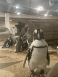 京都水族館に投稿された画像（2026/7/17）