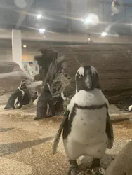 京都水族館に投稿された画像（2026/7/17）