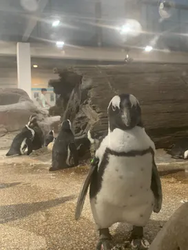 京都水族館に投稿された画像（2026/7/17）