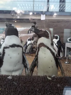 京都水族館に投稿された画像（2026/7/17）