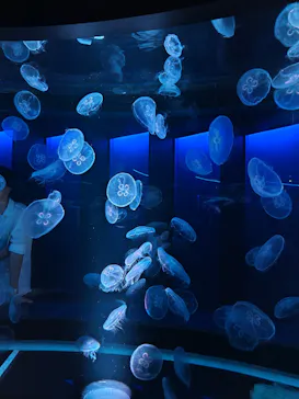 京都水族館に投稿された画像（2026/7/17）