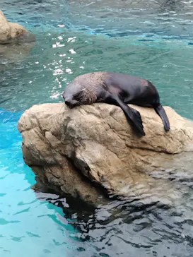 京都水族館に投稿された画像（2026/7/17）