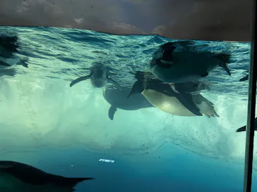 名古屋港水族館に投稿された画像（2026/7/17）