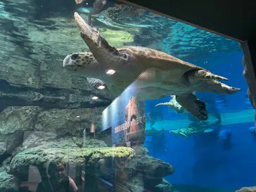 名古屋港水族館に投稿された画像（2026/7/17）
