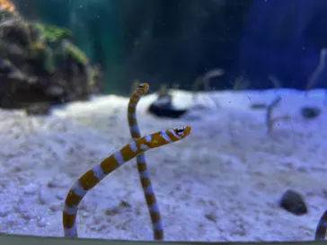 名古屋港水族館に投稿された画像（2026/7/17）