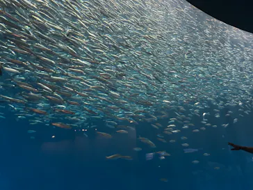 名古屋港水族館に投稿された画像（2026/7/17）