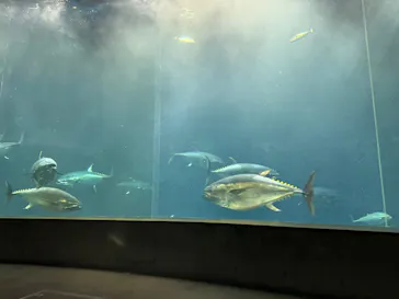 葛西臨海水族園に投稿された画像（2026/7/17）