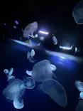 サンシャイン水族館に投稿された画像（2026/7/17）