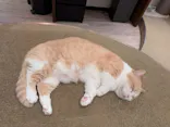猫カフェモカ　池袋東口店に投稿された画像（2026/7/18）