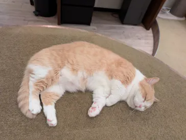 猫カフェモカ　池袋東口店に投稿された画像（2026/7/17）