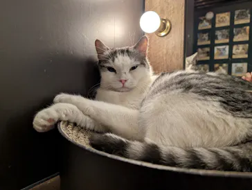 猫カフェモカ　池袋東口店に投稿された画像（2026/7/17）