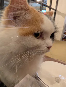 猫カフェモカ　池袋東口店に投稿された画像（2026/7/17）