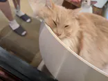 猫カフェモカ　池袋東口店に投稿された画像（2026/7/18）