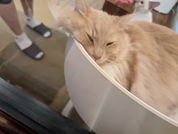 猫カフェモカ　池袋東口店に投稿された画像（2026/7/17）