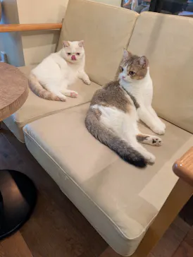 猫カフェモカ　池袋東口店に投稿された画像（2026/7/17）