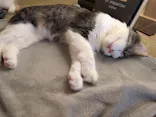 猫カフェモカ　池袋東口店に投稿された画像（2026/7/18）
