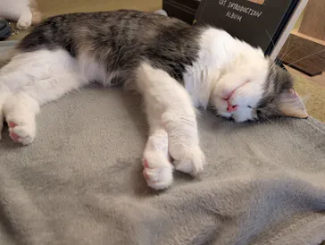 猫カフェモカ　池袋東口店に投稿された画像（2026/7/17）