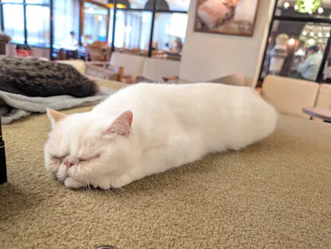 猫カフェモカ　池袋東口店に投稿された画像（2026/7/17）
