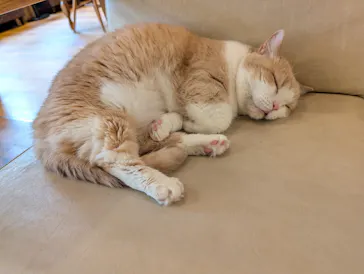 猫カフェモカ　池袋東口店に投稿された画像（2026/7/17）