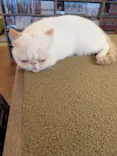 猫カフェモカ　池袋東口店に投稿された画像（2026/7/18）