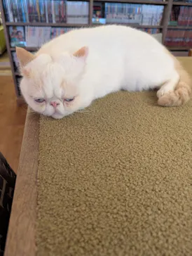 猫カフェモカ　池袋東口店に投稿された画像（2026/7/17）