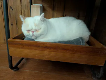 猫カフェモカ　池袋東口店に投稿された画像（2026/7/17）