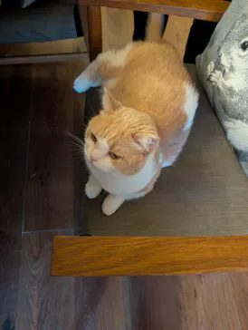 猫カフェモカ　池袋東口店に投稿された画像（2026/7/17）