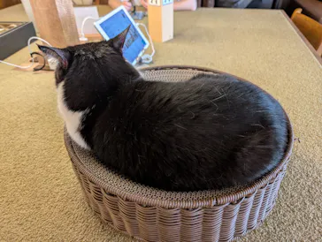 猫カフェモカ　池袋東口店に投稿された画像（2026/7/17）