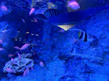 すみだ水族館に投稿された画像（2026/7/18）