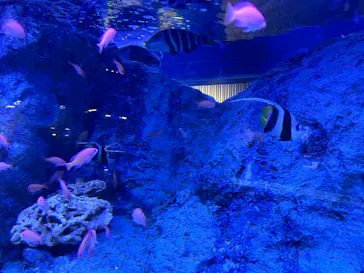 すみだ水族館に投稿された画像（2026/7/17）