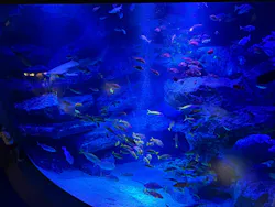 すみだ水族館に投稿された画像（2026/7/17）