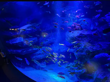 すみだ水族館に投稿された画像（2026/7/17）
