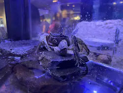 すみだ水族館に投稿された画像（2026/7/17）