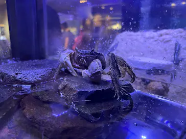 すみだ水族館に投稿された画像（2026/7/17）