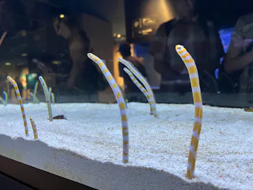 すみだ水族館に投稿された画像（2026/7/17）