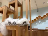Cat Café MOFF イオンモール木曽川店に投稿された画像（2026/7/18）