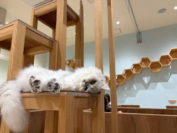 Cat Café MOFF イオンモール木曽川店に投稿された画像（2026/7/17）