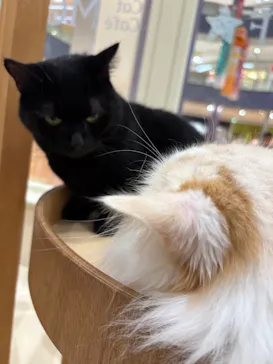 Cat Café MOFF イオンモール木曽川店に投稿された画像（2026/7/17）