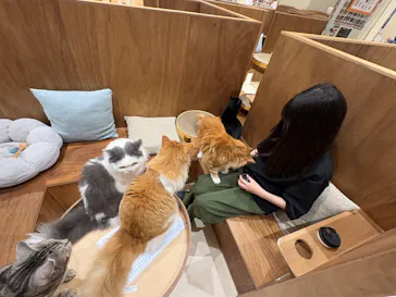 Cat Café MOFF イオンモール木曽川店に投稿された画像（2026/7/17）