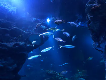 京都水族館に投稿された画像（2026/7/17）