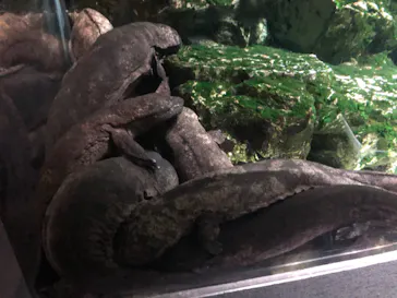 京都水族館に投稿された画像（2026/7/17）