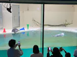名古屋港水族館に投稿された画像（2026/7/18）