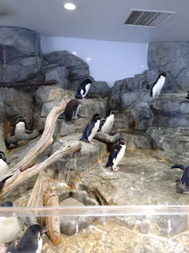 天王寺動物園に投稿された画像（2026/7/18）