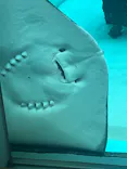 名古屋港水族館に投稿された画像（2026/7/18）