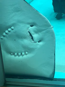 名古屋港水族館に投稿された画像（2026/7/18）