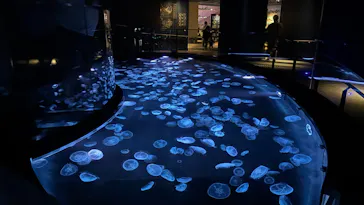 すみだ水族館に投稿された画像（2026/7/18）