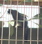名古屋市東山動植物園に投稿された画像（2026/7/18）